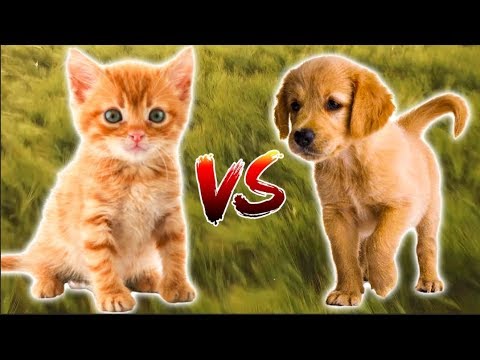 What percentage of people find kittens cuter than puppies? - YouTube