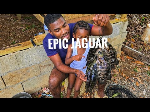 JAGUAR CAUGHT FOR THE FAMILY 