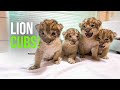 The Fab Four Of Buffalo – The Buffalo Zoo Welcomes Four Lion Cubs