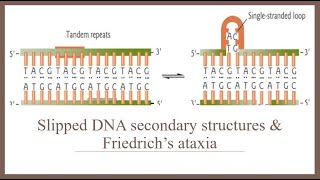 Slipped DNA