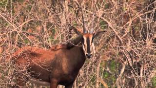 Mkulumadzi Lodge | Majete Wildlife Reserve | Malawi | Expert Africa
