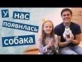 У НАС ПОЯВИЛАСЬ СОБАКА 👍 PupBo ОТ  Silverlit ❤ Щенок  👧 Настя счастлива !!!