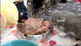 2024-04-10 Micro by Kitten Academy 2,409 views 2 weeks ago 2 minutes, 23 seconds