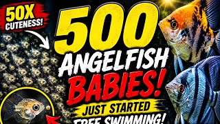 🐠 BABY ANGELFISH ARE HERE! 🐠 | Successful Angelfish Spawn & Fry Update