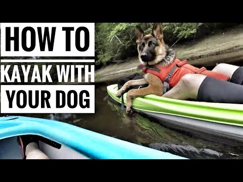 How To Kayak With Your Dog top tips
