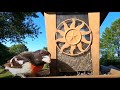 9 Hours of Beautiful Backyard Birds - Aug 1, 2021