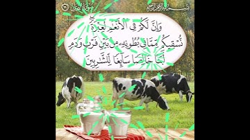 سورة النحل الآية ( 66 )
