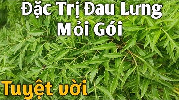 Cây trị Đau Lưng Mỏi Gói,Tê tay tê chân rất hay. PHAN HẢI Channel
