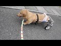 ポンタ走る♪