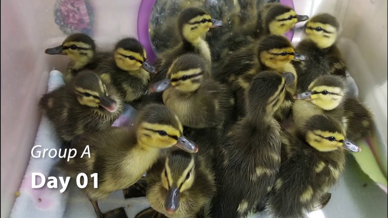 Mallard Ducklings