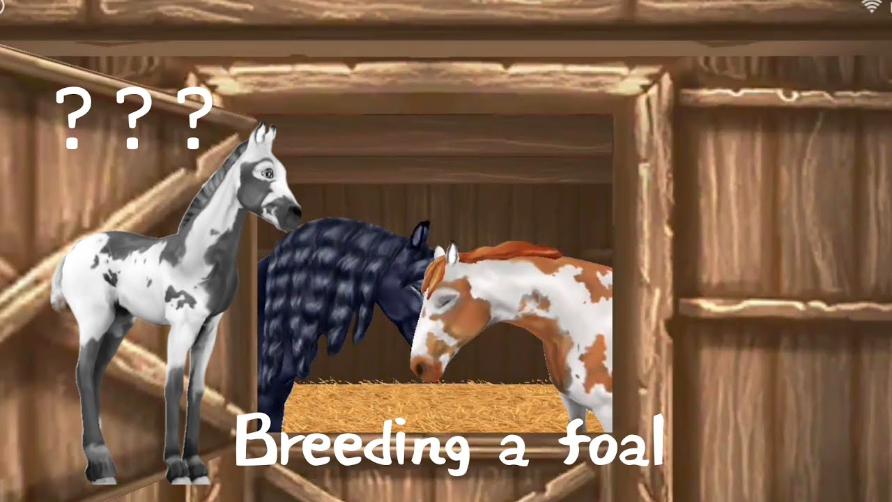 counting-stars-breeding-a-foal-horse-riding-tales-youtube