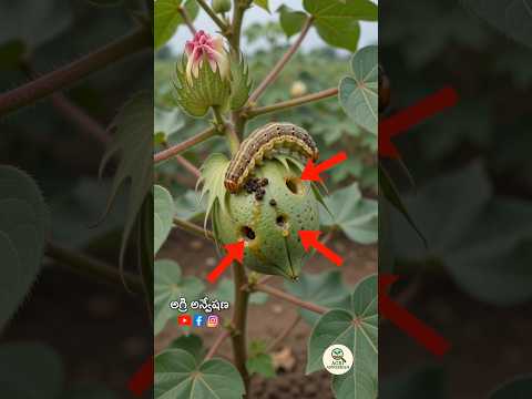వ్యవసాయం లో బ్రహ్మ రాక్షసి #రైతు #organicfarming #ytshorts #agriculture #farming @Agri-Anveshan