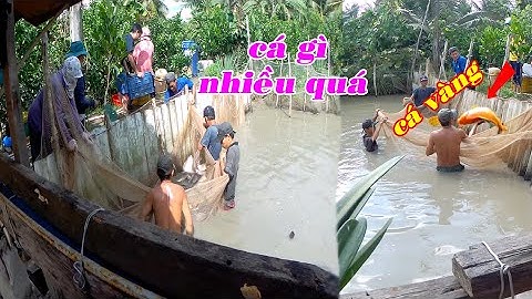 Anh Nhẫn Kéo Lưới Bắt Cá Gần Hai Trăm Ký Cá | Ba Phi Miệt Vườn