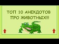 Топ анекдоты про животных. Подборка короткие и самые смешные анекдоты и приколы.