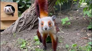 Neuzugang Rotweie Riesengleithrnchen Im Tierpark Berlin  Red And White Giant Flying Squirrels