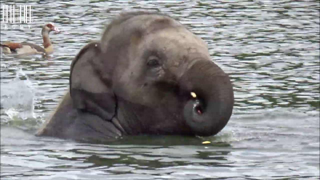 Le bain des éléphants : Pairi Daiza  (sept 2019) 