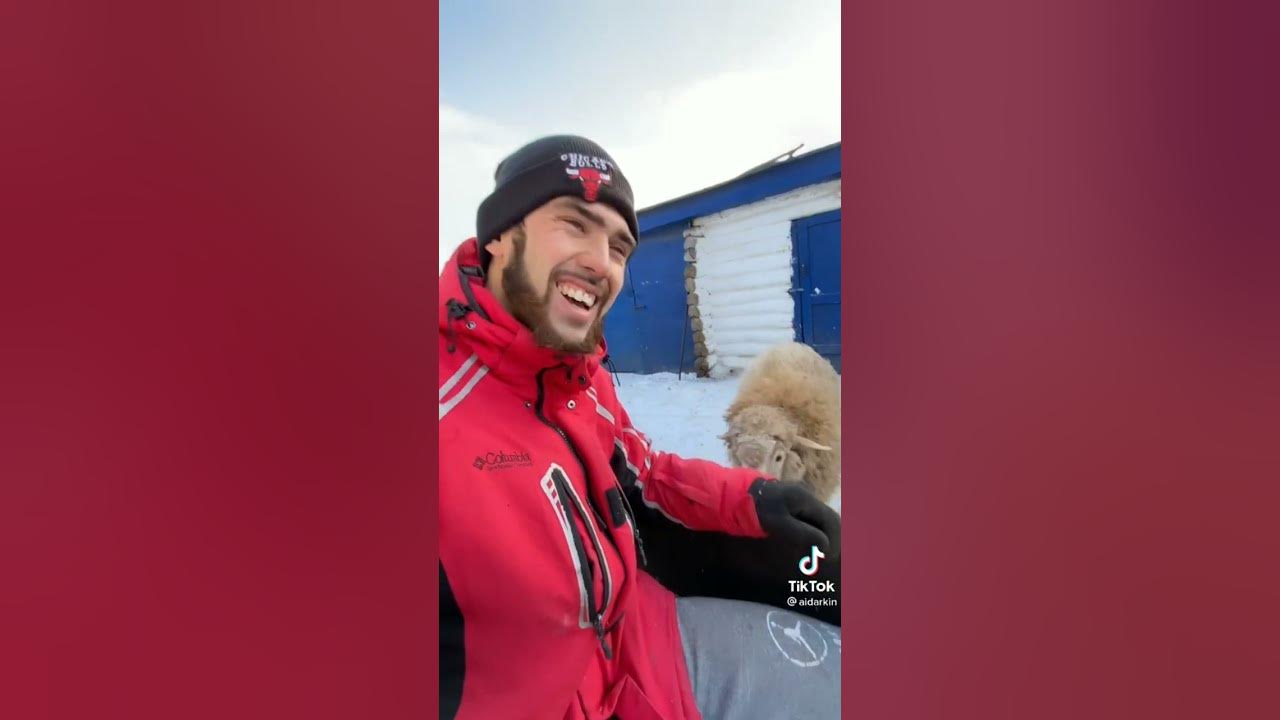 барашек джо. тимми барашек барашек шон. барашек шон 102. барашек рокки. баран рокки.