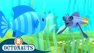 Octonauts  Combtooth Blenny and The Oarfish | Cartoons for Kids | Underwater Sea Education