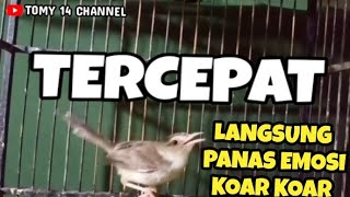 Pancingan Tercepat !! Ciblek Sawah ombyokan cepat bunyi gacor nembak nembak