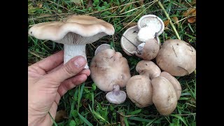 Как вырастить грибы в саду / Рядовка лиловоногая / Выращивание грибов в домашних условиях