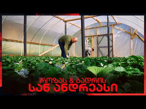 ვიდეო: მზარდი ბაღის მარწყვი (მარწყვი) ფილმზე
