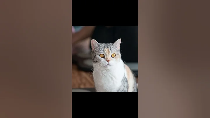 Video 11578091: cats pet catlover cutecat, catlover pets funny cutecat, cute catlover pets cats