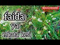 Faida Ya Mti Wa Mkata Kesi Una Maajabu Makubwa Kwenye Tiba Faida Ya Mti Wa Mkata Kesi Una Maajabu Makubwa Kwenye Tiba