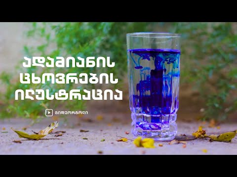 ადამიანის ცხოვრების ილუსტრაცია