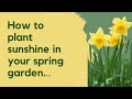 Growing Daffodils - Plant Now for Months of Beautiful Flowers in Spring