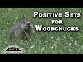 Cage Trapping Woodchucks