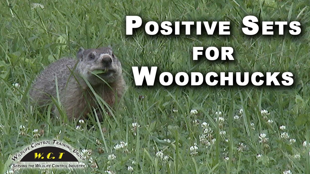 wctc jobs Cage Trapping Woodchucks