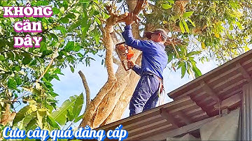 Cưa cây Xoài siêu khủng nghiêng vào nhà /Sawing a super huge Mango tree leaning into the house |T891