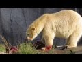 Captive Male Polar Bear Feeding