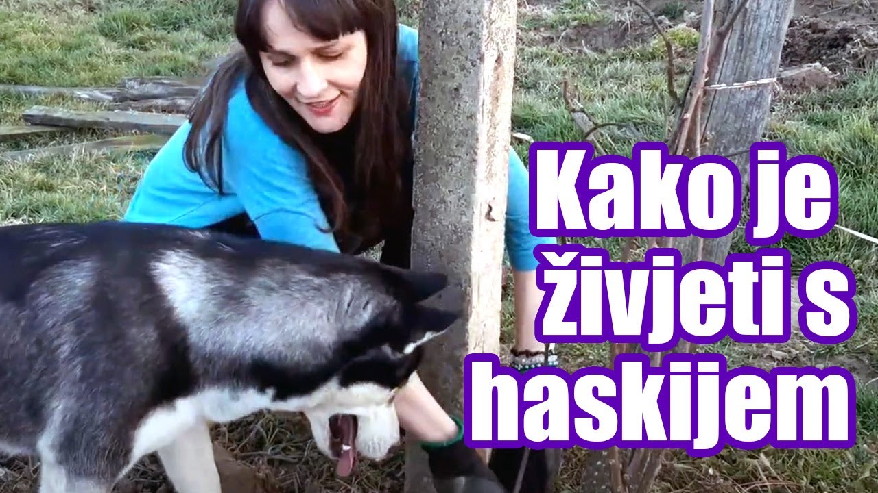 Kakav je naš život sa psom haskijem