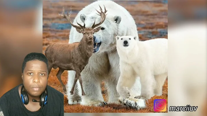 WHO WOULD KILL THE LARGEST CARNIVORE ON EARTH?|Analysis