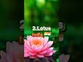 Top 10 national flowers from different countries in the world #top #shortsviral #shorts