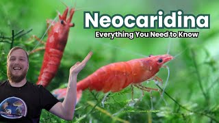 Neocaridina Shrimp  EVERYTHING You Need to Know with @FishShopMatt
