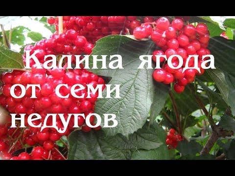 Калина красная. Ягода от семи недугов