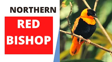 northern red bishop facts