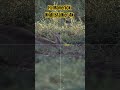 Fx Maverick & Pard Nightstalker 4k Shooting Rabbits Pest Control #hunting #pestcontrol #shorts