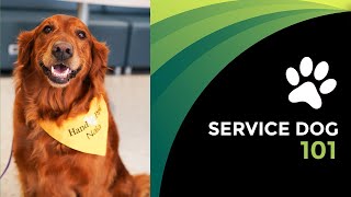 Service Dogs 101