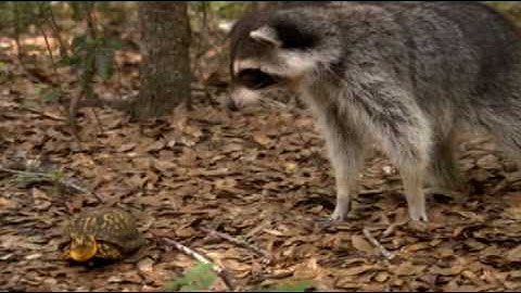The Eastern Box Turtle