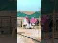 الشايب ابو خليف الشايب ابو خليف