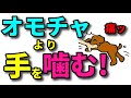 【犬 噛む】オモチャじゃなくて手を噛んでくる！理由と対応【犬のしつけ＠横浜】by遠藤エマ先生