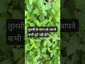तुलसी के बहोत सारे लाभ जिसे उपयोग करके आप अपना स्वास्थ ठीक रख सकते हे# हेल्थ#prakruti# nature#