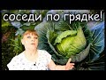 Хорошие соседи КАПУСТЫ — залог СУМАСШЕДШИХ УРОЖАЕВ !!!