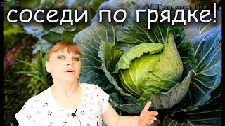 Хорошие соседи КАПУСТЫ — залог СУМАСШЕДШИХ УРОЖАЕВ !!!