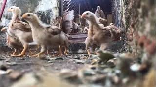 Viva la Repolloción
So yeah. Weve been raising chicks.
I promise Im working on animations, but for now, have this tiny army.
Music is Beethoven Symphony 9 Ode to Joy.
#chicken #poultry #meme Viva la Repolloción