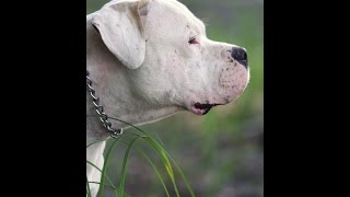 Le Dogue Argentin