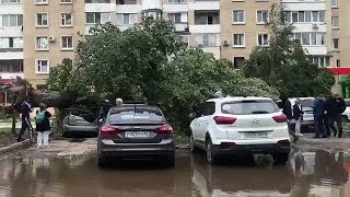 Вырванное с корнем дерево раздавило Lexus в Саратове